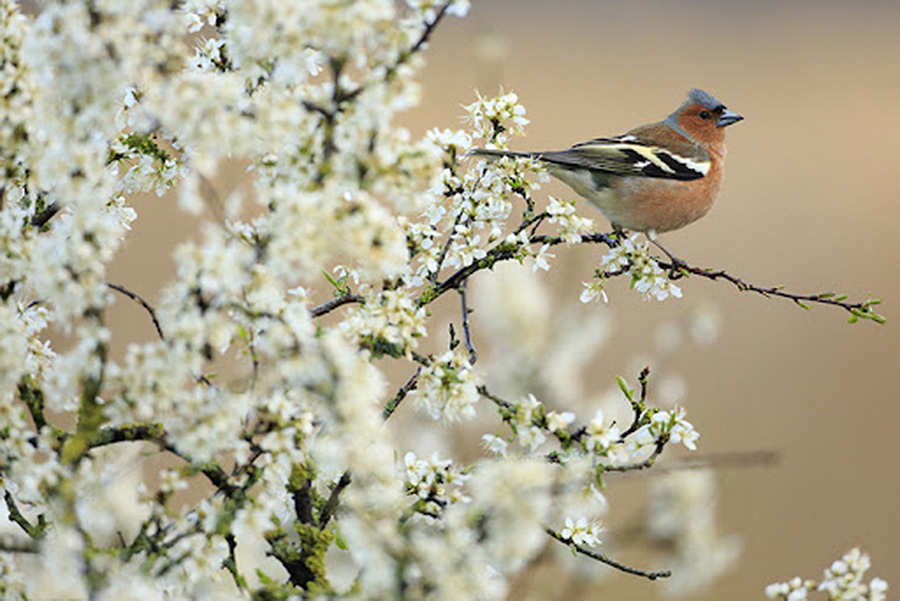 H oiseau arbre